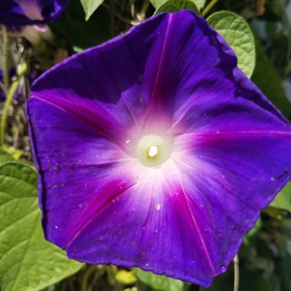 Meet your Posher, Patricia - Picture 1 of 1